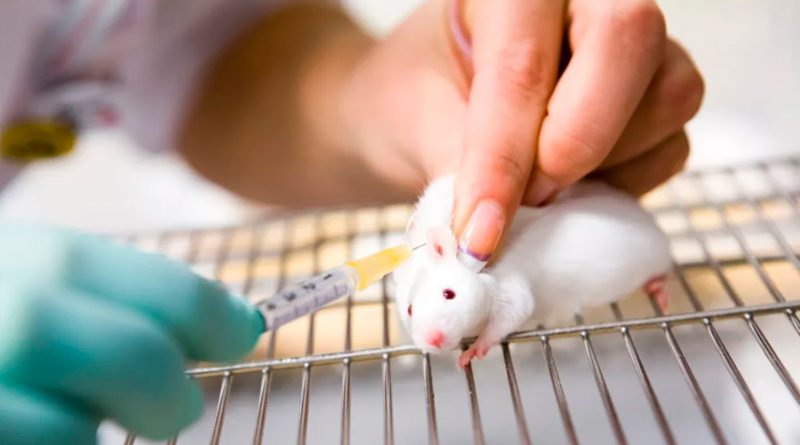 ¿Adiós a los experimentos con animales? Este chip podría cambiarlo todo