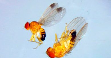Por qué intentan combatir con edición genética y avispas a la avasallante mosca de alas pintadas