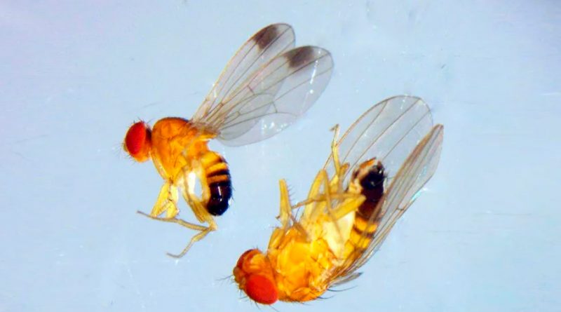 Por qué intentan combatir con edición genética y avispas a la avasallante mosca de alas pintadas