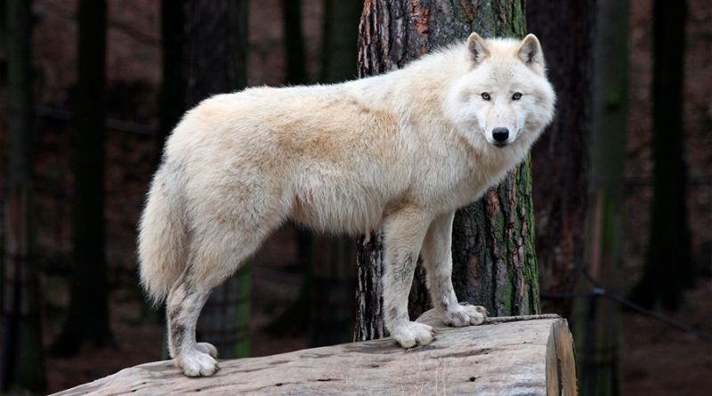 Un lobo ártico clonado en China