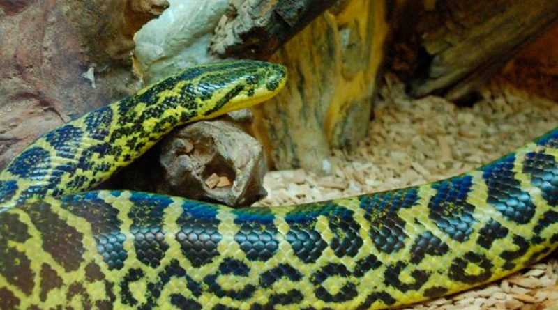 Verificada una cuarta especie de anaconda después de dos décadas