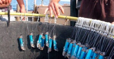 Pulsos eléctricos para reducir la captura accidental de tiburones