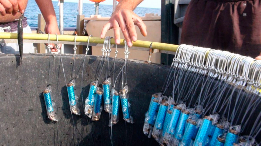 Pulsos eléctricos para reducir la captura accidental de tiburones