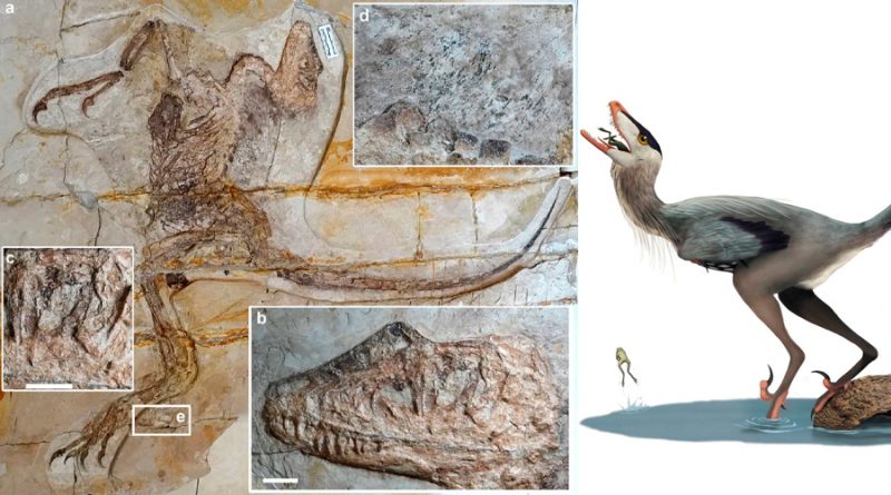 Descubren un nuevo dinosaurio con forma de ave con restos de rana en el estómago