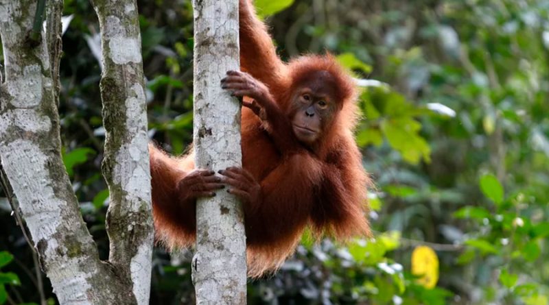Científicos demostraron el impacto que tienen el cambio climático y la deforestación en los primates