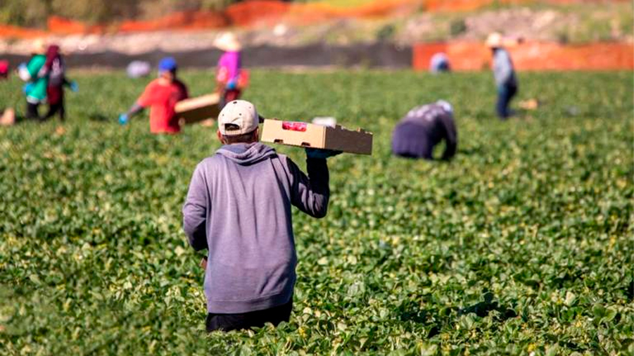 Conacyt debe ofrecer alternativas para evitar el uso del glifosato, señalan expertos