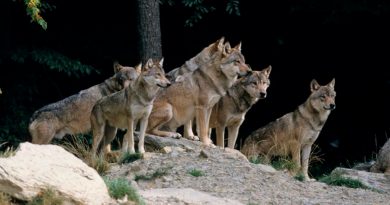 El parásito que anima a los lobos a convertirse en líderes de su manada