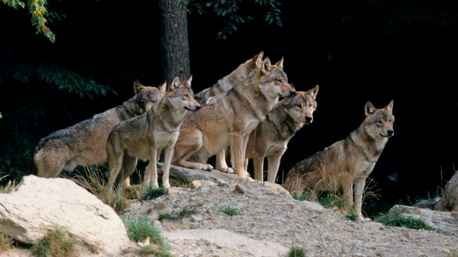 El parásito que anima a los lobos a convertirse en líderes de su manada -  INVDES