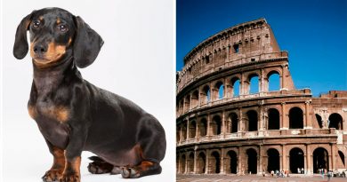 Perros salchicha pudieron ser creados para luchar en el Coliseo de la antigua Roma