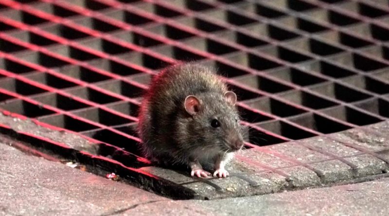 Investigadores Identifican Covid-19 en ratas de alcantarilla en la ciudad de Nueva York
