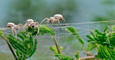Las arañas que trabajan en grupo están evolucionando y haciéndose más inteligentes