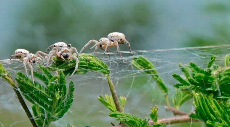 Las arañas que trabajan en grupo están evolucionando y haciéndose más inteligentes
