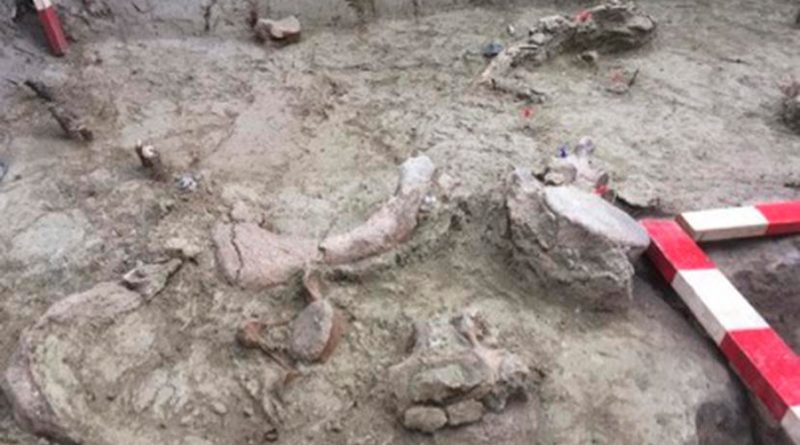 Descubren restos de gonfoterios, parientes extintos de los elefantes, de hace más de 12,000 años en Chile