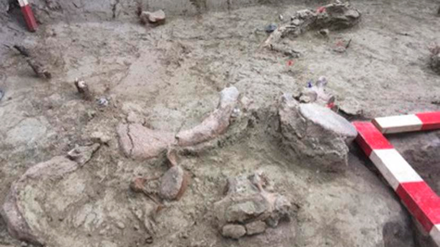 Descubren restos de gonfoterios, parientes extintos de los elefantes, de hace más de 12,000 años en Chile