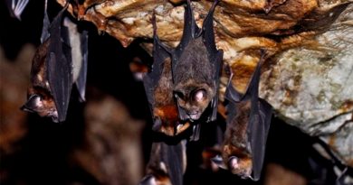 Descubren nuevo virus en los murciélagos muy similar al Covid-19