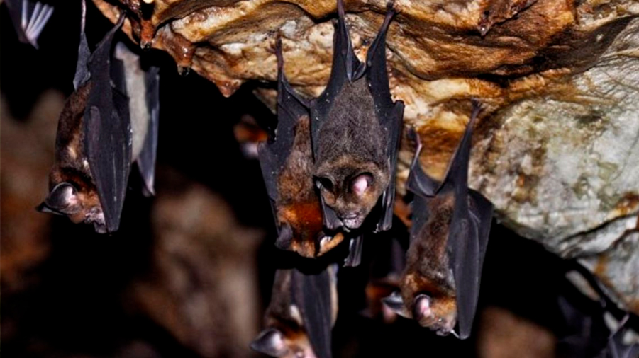 Descubren nuevo virus en los murciélagos muy similar al Covid-19