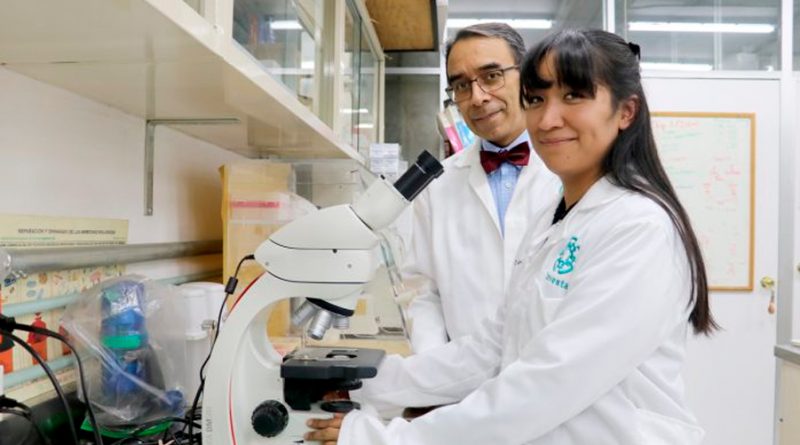 Investigadores en México controlarían el Alzheimer con la microbiota intestinal