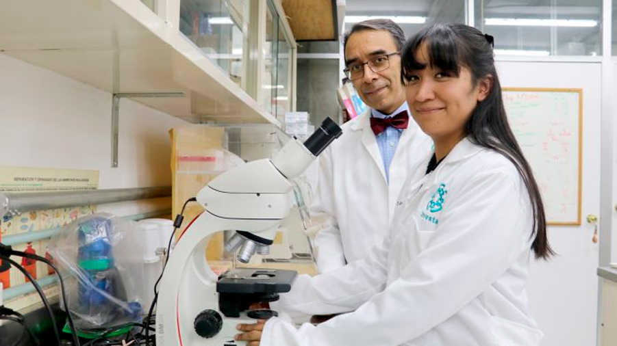 Investigadores en México controlarían el Alzheimer con la microbiota intestinal