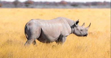 Científicos crean embriones para ayudar al rinoceronte blanco, una especie en peligro de extinción