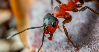 Científicos descubren por primera vez que las hormigas 'pupas' producen un fluido similar a la leche