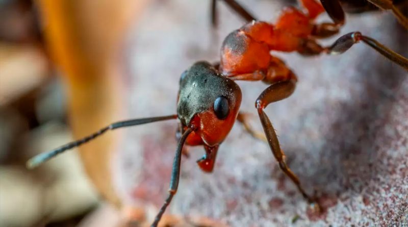 Científicos descubren por primera vez que las hormigas 'pupas' producen un fluido similar a la leche