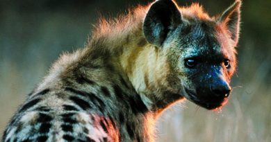 El carroñeo de las hienas reduce la propagación de enfermedades