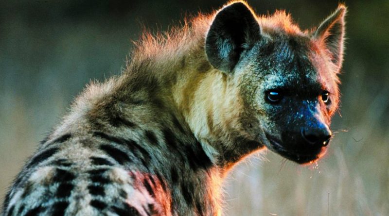 El carroñeo de las hienas reduce la propagación de enfermedades