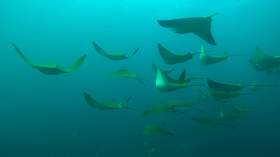 Descubren la población de mantarrayas más grande jamás vista frente a las costas de Ecuador