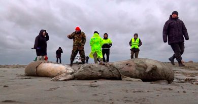 Aparecen mil 700 focas muertas sobre el mar Caspio