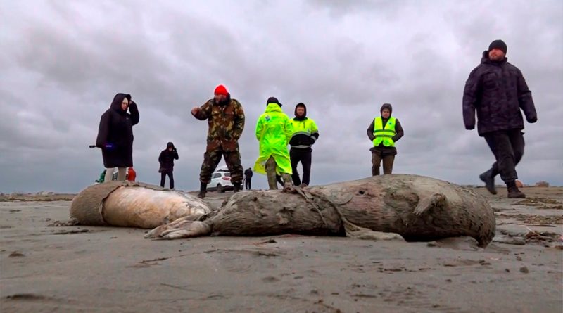 Aparecen mil 700 focas muertas sobre el mar Caspio