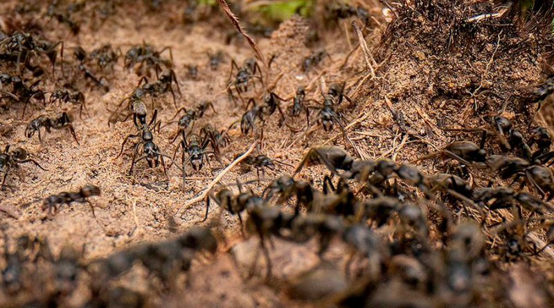 Indicios de que las hormigas también manifiestan emociones