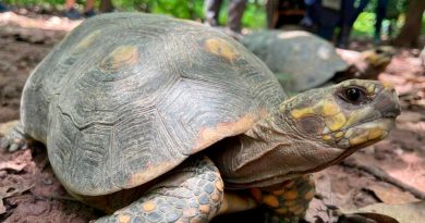 La tortuga Jonathan cumplió 190 años y es el animal terrestre más viejo