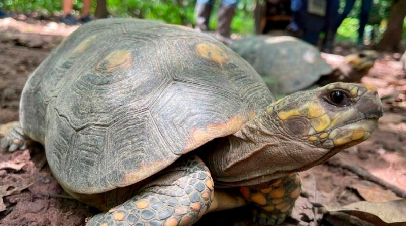La tortuga Jonathan cumplió 190 años y es el animal terrestre más viejo