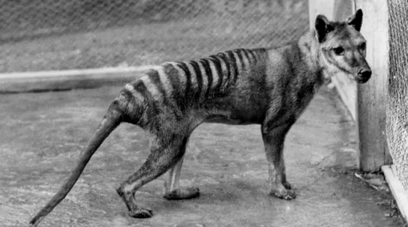 Hallan los restos del último Tigre de Tasmania en el armario de un museo