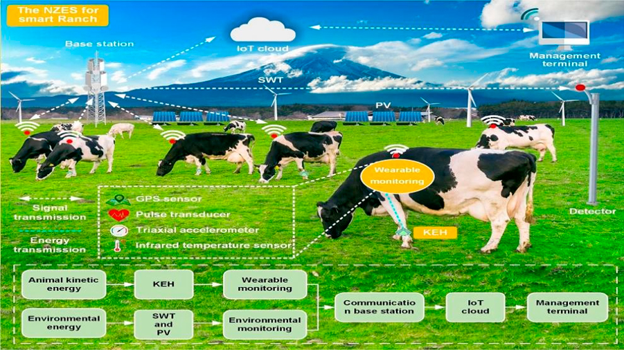 Crean una pulsera para vacas que controla su salud y funciona gracias a sus movimientos