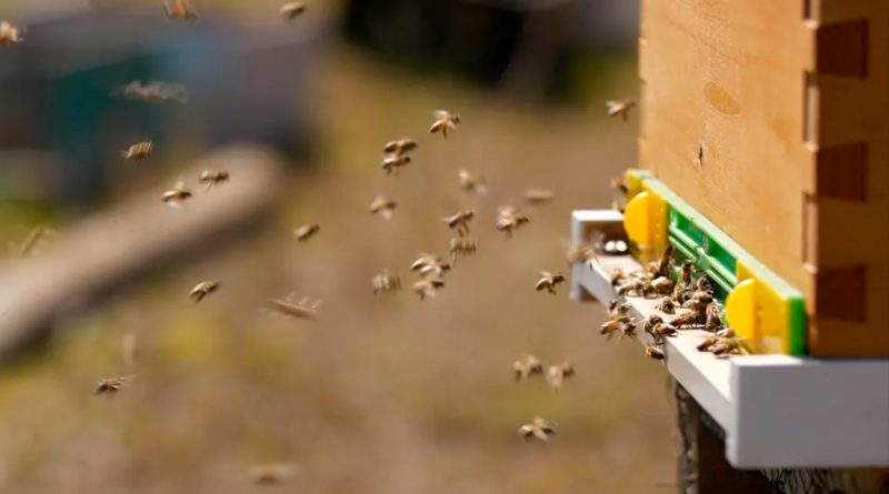 Las abejas que salvarán el planeta hacen la miel más pura en la Isla de Pascua