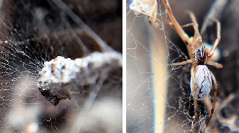 Investigadores del Cibnor encuentran una especie nueva de araña y una nueva planta en la zona de Balandra, Baja California Sur