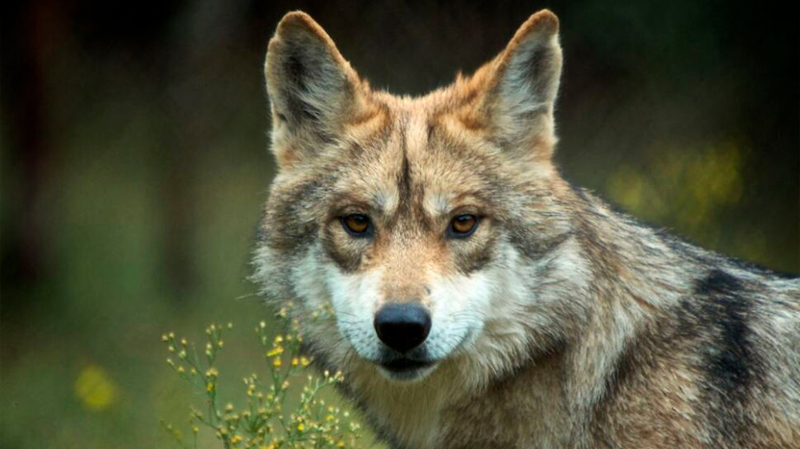 Lobo gris mexicano, el animal símbolo de poder y astucia