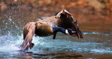 Científicos descubren que gansos furiosos están derrotando a humanos en larga batalla territorial