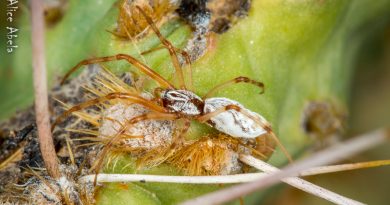 Investigadores mexicanos encuentran una especie nueva de araña