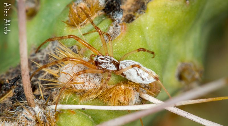 Investigadores mexicanos encuentran una especie nueva de araña