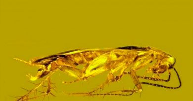 Primera cucaracha fósil en ámbar recuperada con espermatozoides