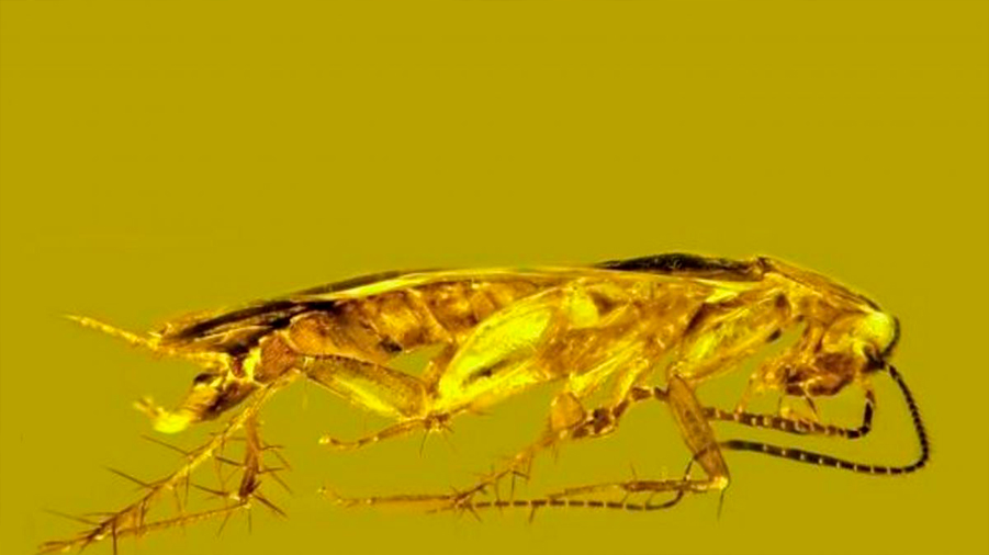 Primera cucaracha fósil en ámbar recuperada con espermatozoides
