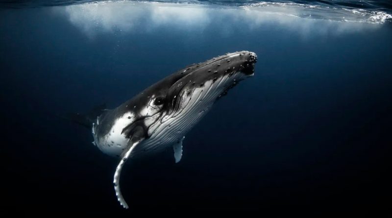 Una ballena jorobada viaja 5.000 km con la columna rota