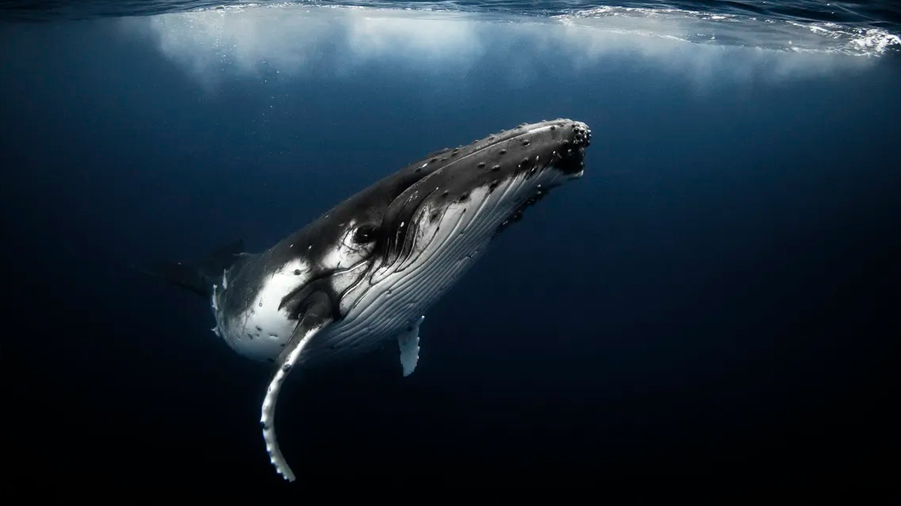 Una ballena jorobada viaja 5.000 km con la columna rota