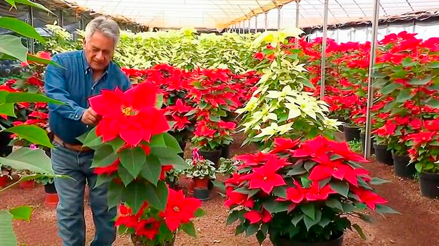 Origen mexicano, patente estadounidense: la polémica historia de la flor de Nochebuena