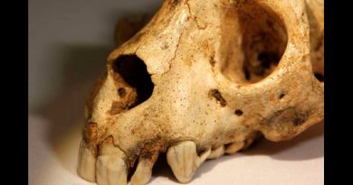 Monos lémures extintos muestran similitudes con fósiles humanos