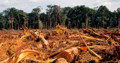 Las selvas tropicales taladas son tesoros con funciones ecológicas saludables: expertos