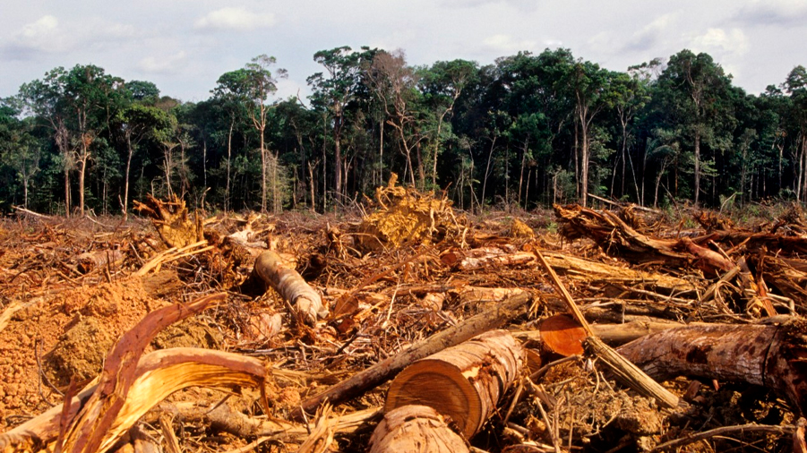 Las selvas tropicales taladas son tesoros con funciones ecológicas saludables: expertos