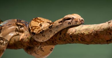 Las serpientes hembras tienen clítoris, revela investigación